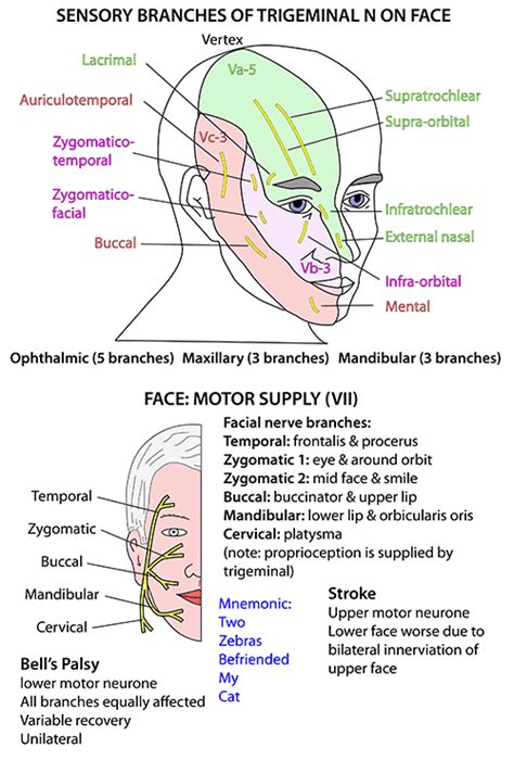 Exploring the Link Between Facial Sensation Loss and Disorders of the Nerves