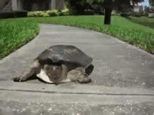 Exploring the Mechanics Behind a Turtle's Incredible Sprint