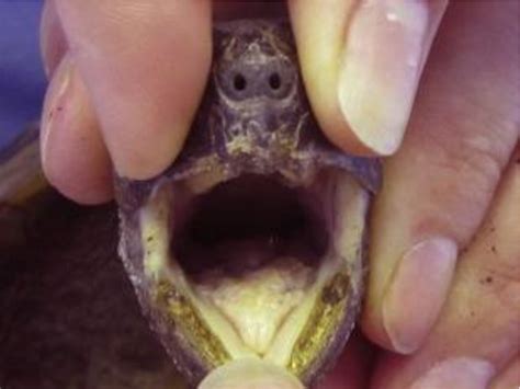 Exploring the Metaphorical Significance of a Reptile Emerging from the Oral Cavity