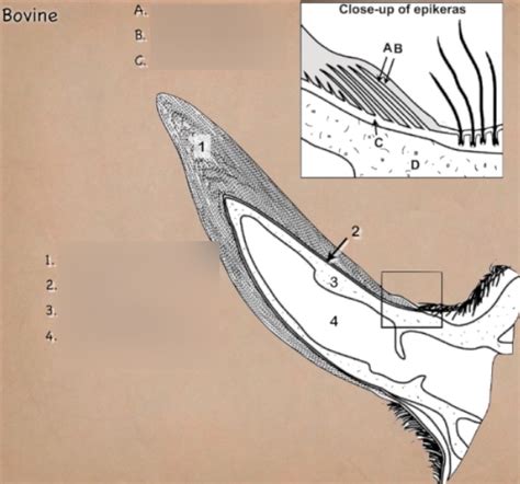 Exploring the Modern Significance of the Bovine Horn Vision in Psychological Research