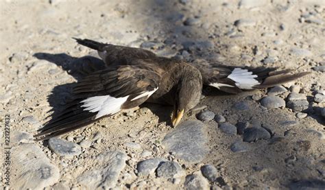 Exploring the Mysteries of the Wounded Avian