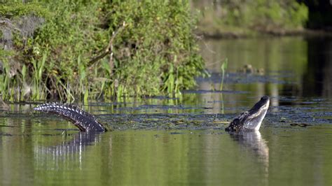 Exploring the Natural Habitat of Alligators