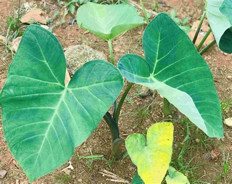 Exploring the Nutritional Benefits of Cocoyam Leaves