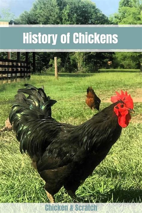 Exploring the Origins and Historical Significance of the Brown Chicken Breed