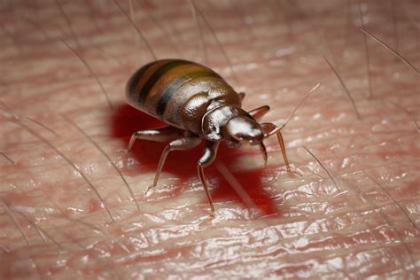 Exploring the Origins of Terrifying Bed Bug Nightmares