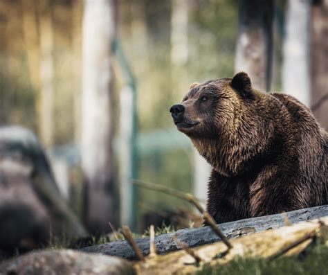 Exploring the Personal Significance of a Bear's Roar in Dreams