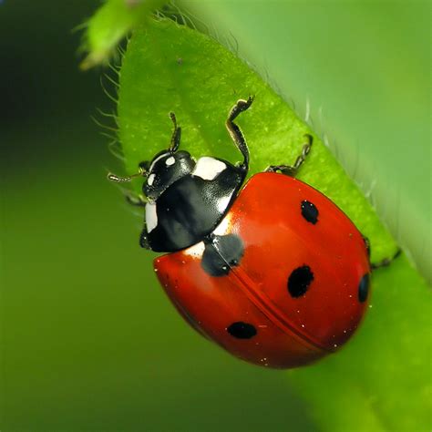 Exploring the Possible Meanings behind the Flight of a Coccinella septempunctata