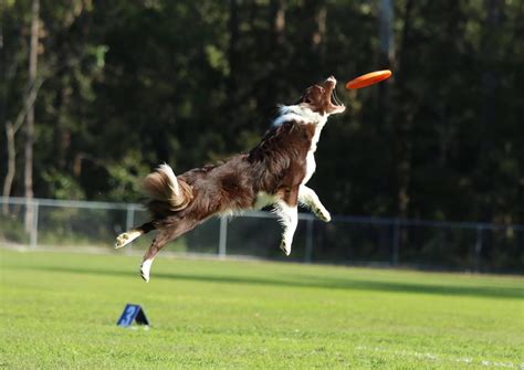 Exploring the Possible Meanings of a Leaping Canine