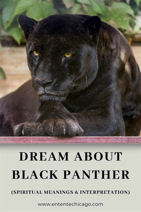 Exploring the Possible Warnings and Challenges Unveiled by a Gray Panther Dream