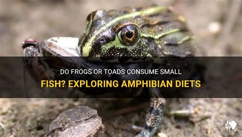 Exploring the Potential Meanings Behind a Frog Consuming a Fish