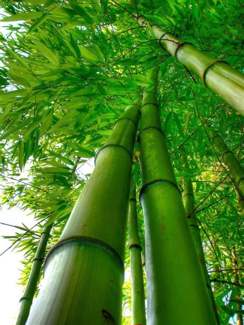 Exploring the Profound Connections of Bamboo to Longevity and Resilience