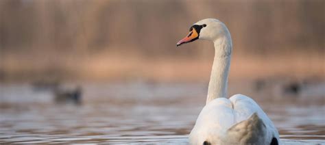 Exploring the Profound Relationship between Waterfowl Pursuit and the Natural World