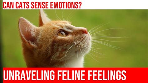 Exploring the Profound Subconscious Bond between Humans and Felines