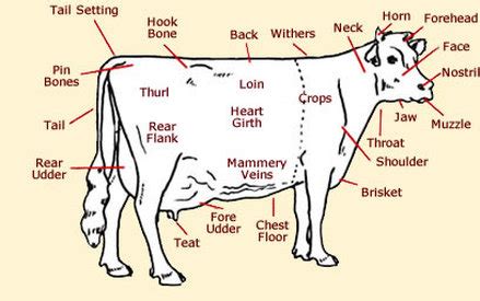 Exploring the Psychological Interpretations of Facing an Ebony Bovine