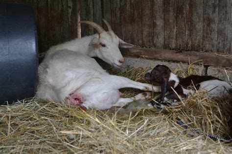 Exploring the Psychological Meaning of Dreams About the Process of Goat Giving Birth