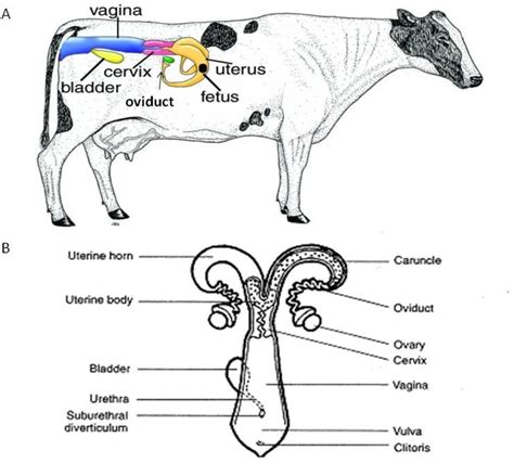 Exploring the Psychological Significance of Cattle Reproduction