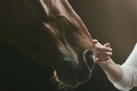 Exploring the Psychological Significance of Dreams with Pursuing Equines