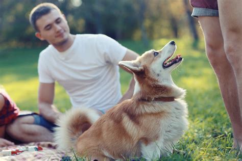 Exploring the Psychological Significance of a Vision Involving a Canine Pursuing a Young Individual