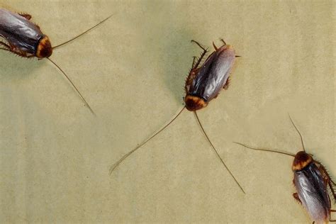 Exploring the Psychological Symbolism Behind Airborne Roaches in Dreams