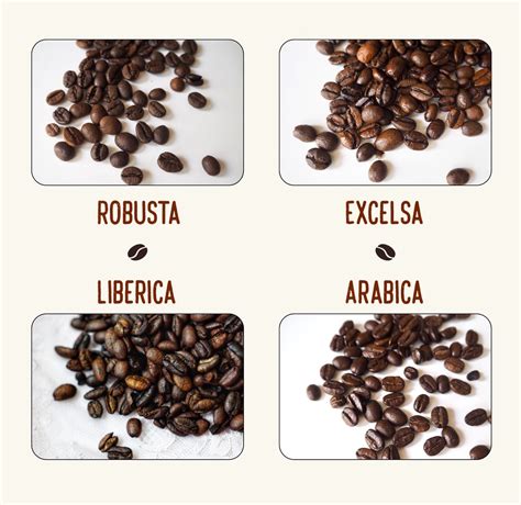 Exploring the Rich Varieties of Coffee Beans