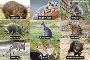 Exploring the Richness of Marsupial Species: From Kangaroos to Koalas