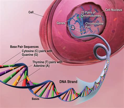 Exploring the Role of Genetics and Bone Structure