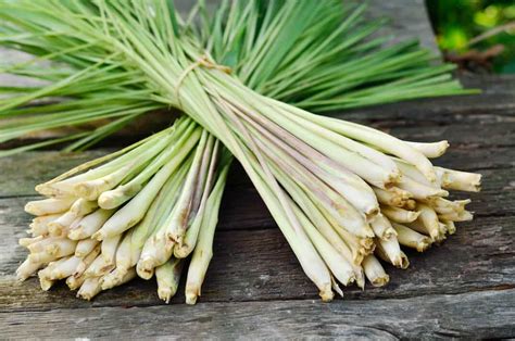 Exploring the Role of Lemon Grass in Traditional and Alternative Medicine