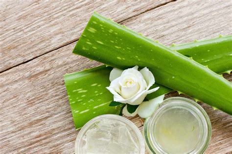 Exploring the Safety Concerns of Consuming Aloe Vera: Separating Myth from Reality