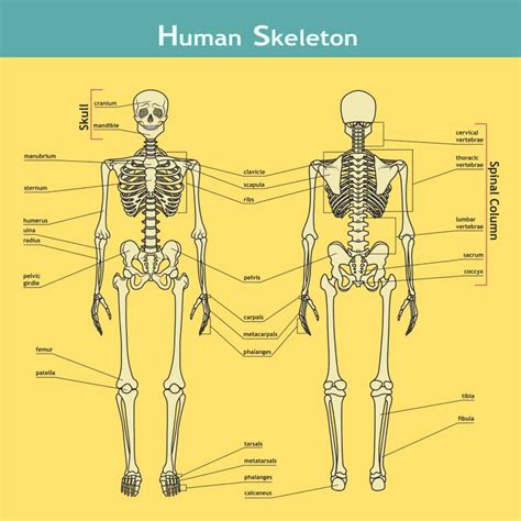 Exploring the Scientific Significance of Human Skeletons and its Impact on Society