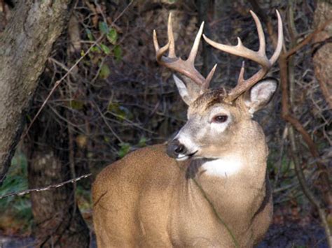 Exploring the Significance and Interpretations of Dreaming about an Injured Buck