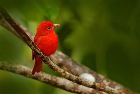 Exploring the Significance of Bird Feeding Traditions: Unraveling the Symbolism