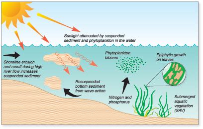 Exploring the Significance of Clarity and Movement in Aquatic Environments