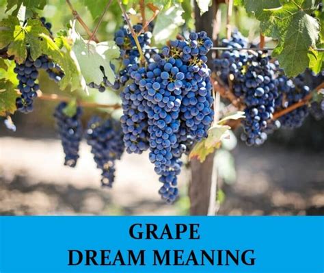 Exploring the Significance of Dreaming About Grape Vines
