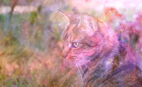 Exploring the Significance of Dreaming about a Hurt Feline