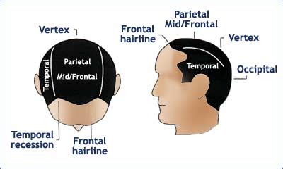 Exploring the Significance of Hair on the Dorsal Region