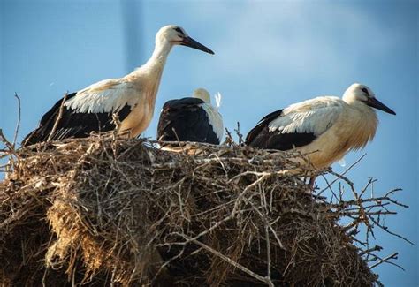 Exploring the Significance of Plump Birds in Cultural Beliefs