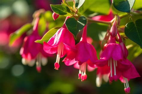 Exploring the Significance of Radiant Fuchsia in Our Nighttime Reveries