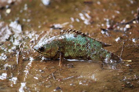 Exploring the Significance of Water in Dreams Involving Fish Bites