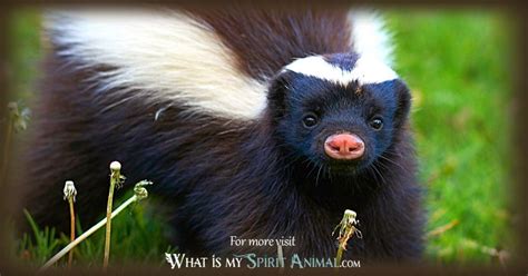 Exploring the Skunk as a Symbolic Figure: Unraveling its Metaphorical Significance