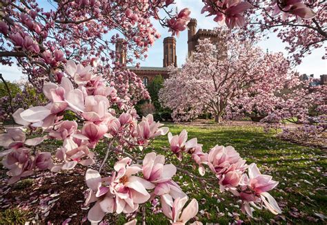 Exploring the Spectacular Range of Blossoming Tree Varieties: From Magnolias to Cherry Blossoms