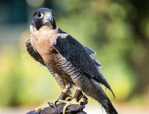 Exploring the Spiritual Significance of Chestnut Falcons in Dream Interpretation