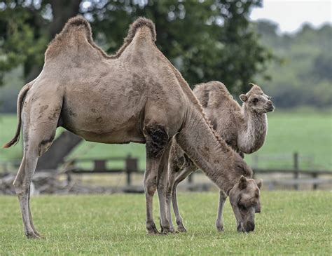 Exploring the Spiritual Significance of Dreaming about Riding Camels