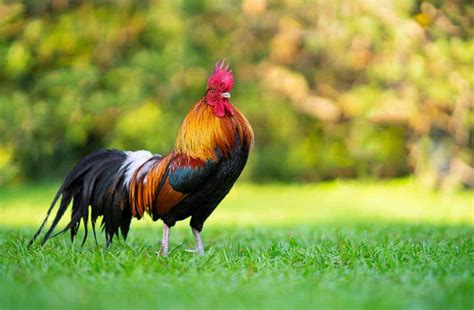 Exploring the Spiritual Significance of Dreaming about Young Roosters