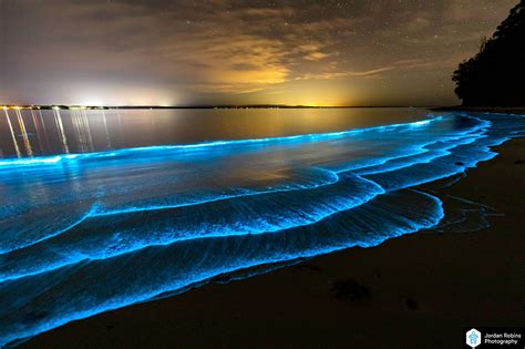 Exploring the Stunning Splendor of Bioluminescence