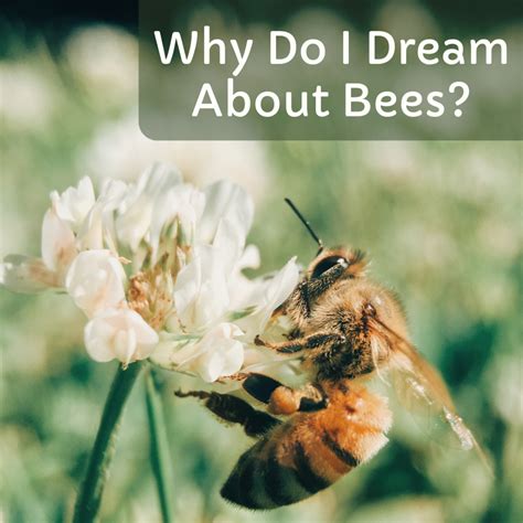 Exploring the Symbolic Importance of Bees in Dreams