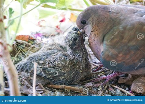 Exploring the Symbolic Link Between a Newborn Dove and Fresh Starts