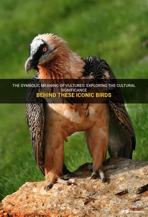 Exploring the Symbolic Meaning Behind Young Vultures: A Reflection of Renewal and Transformation