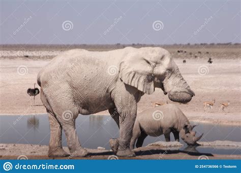 Exploring the Symbolic Nature of Dreams: Deciphering the Significance of a Juvenile Pachyderm in Pursuit