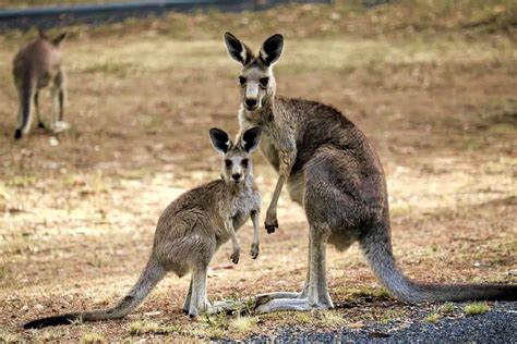 Exploring the Symbolic Significance of Kangaroos in Dreams