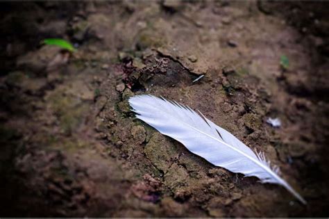 Exploring the Symbolic Significance of White Feathers in Dreamscapes